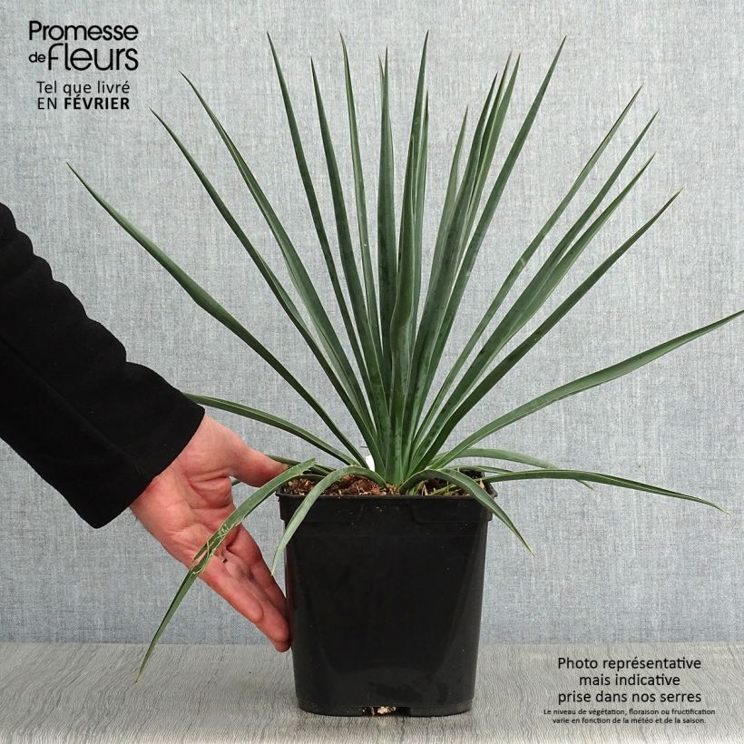 Spécimen de Yucca rigida Blue Sentry - Yucca sentinelle bleue Pot de 3L/4L tel que livré en hiver