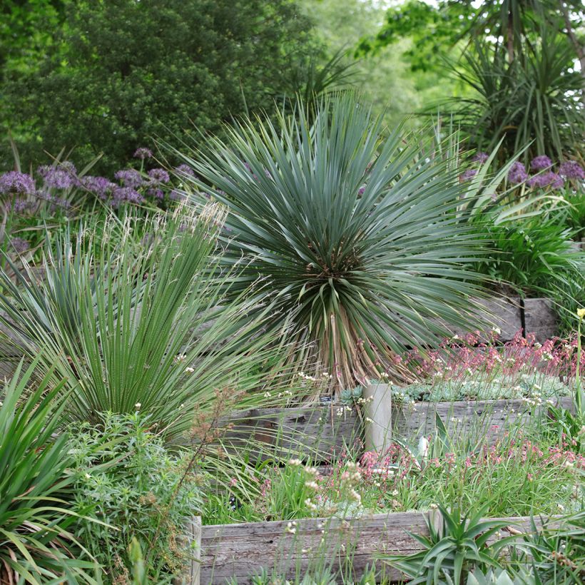 Yucca rostrata (Port)