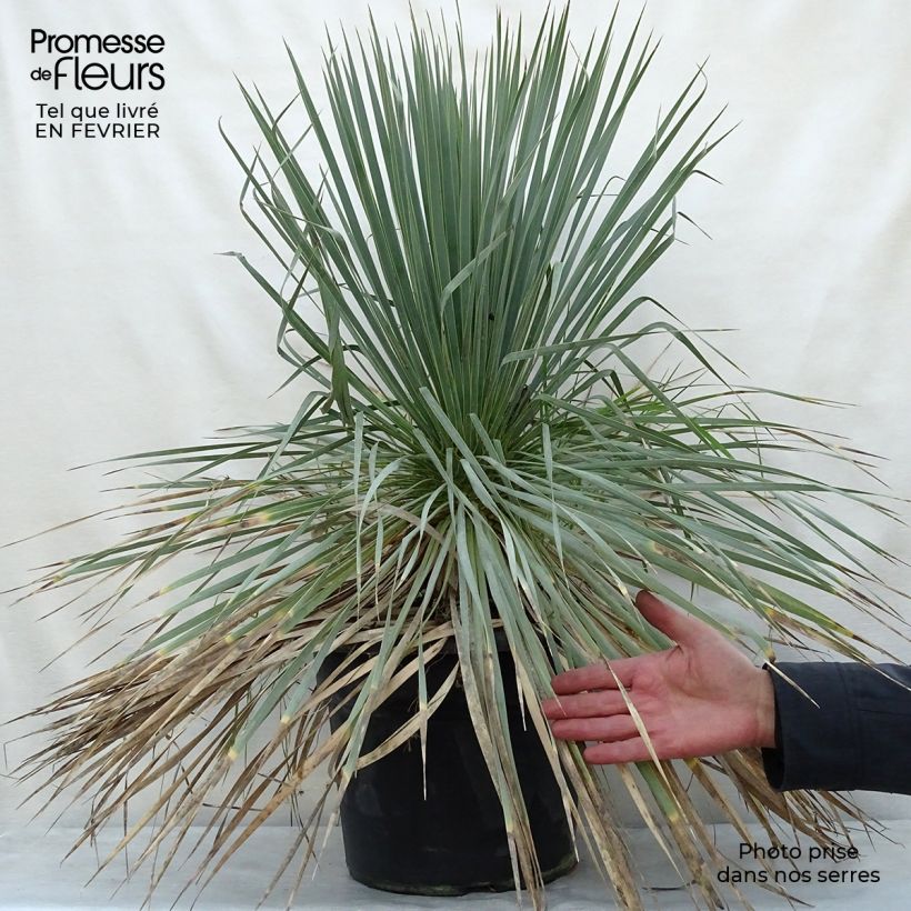Spécimen de Yucca rostrata Pot de 12L/15L tel que livré en hiver