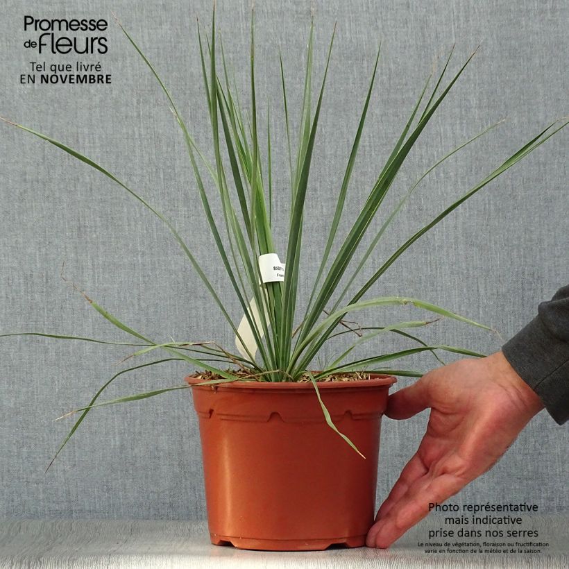Spécimen de Yucca rostrata Pot de 2L/3L tel que livré en automne