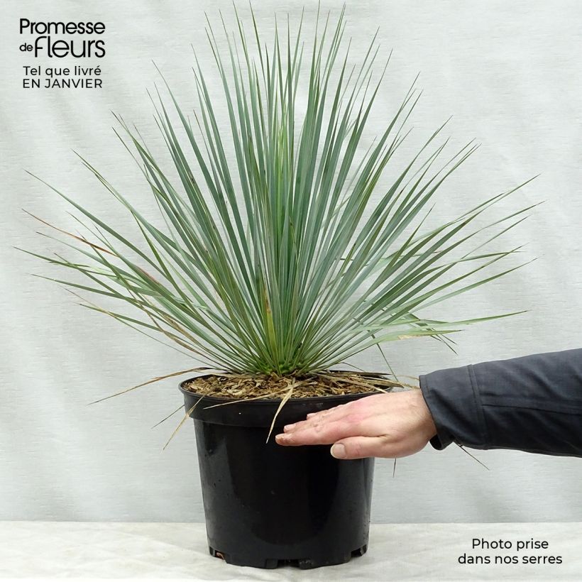 Spécimen de Yucca rostrata Pot de 3L/4L tel que livré en hiver