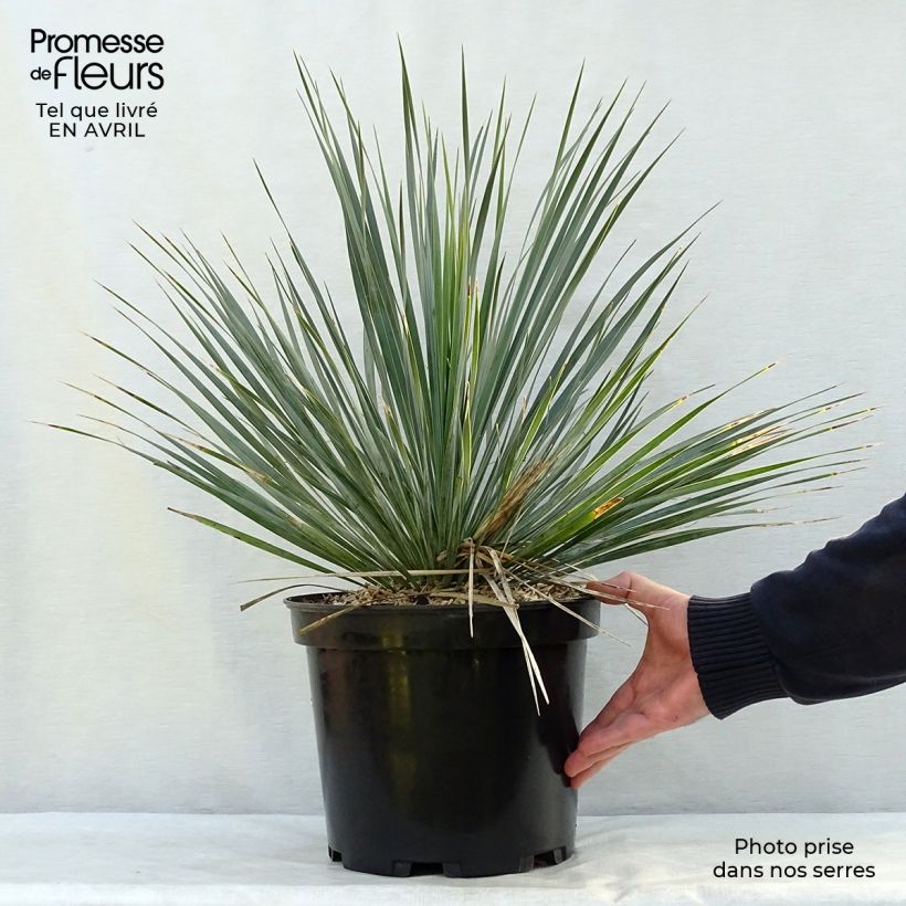 Yucca rostrata - Yuca rostrata Maceta 3L/4L Ejemplar entregado en la primavera