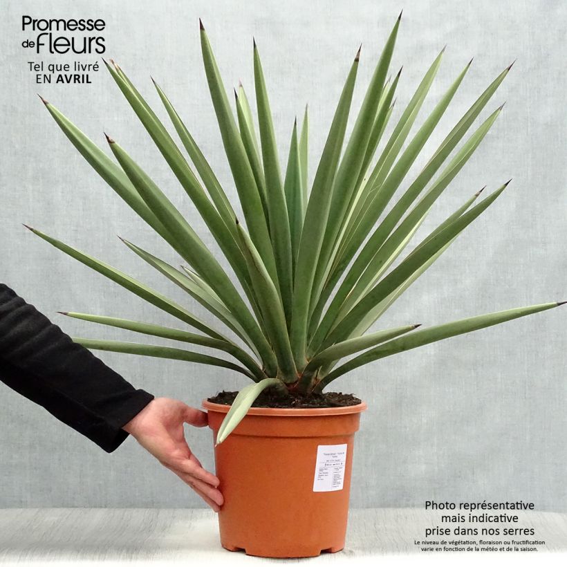 Spécimen de Yucca torreyi - Yucca de Torrey Pot de 7,5L/10L tel que livré au printemps