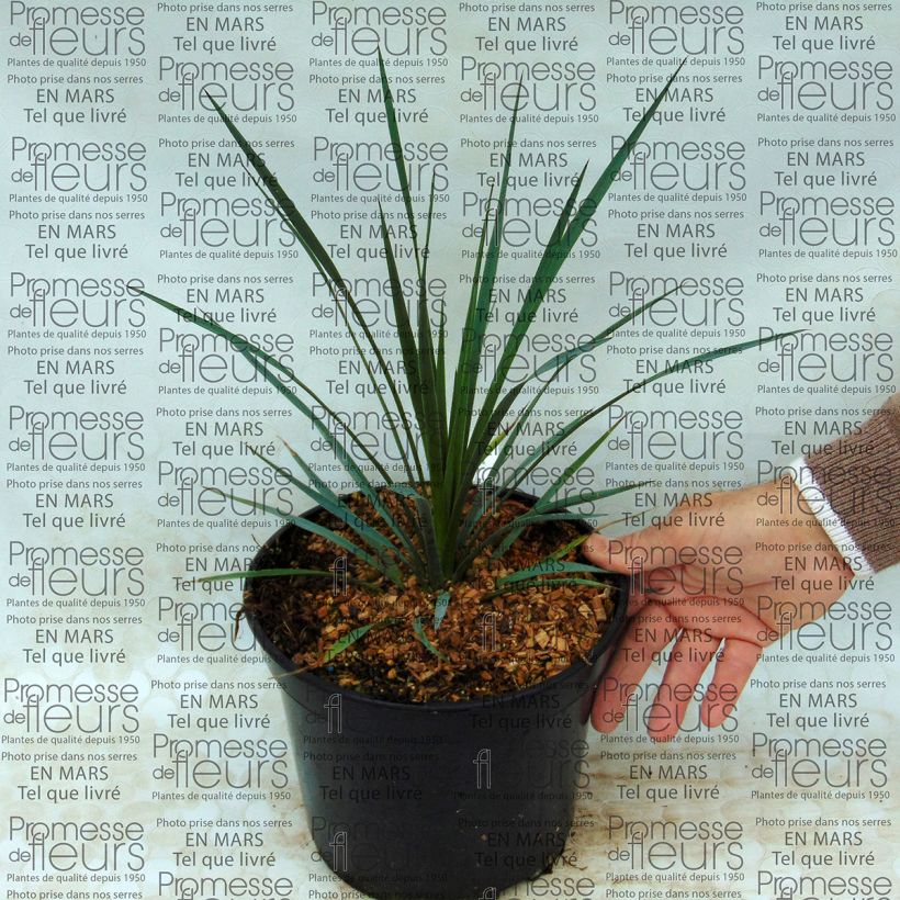 Exemple de spécimen de Yucca whipplei - Hesperoyucca bleu Pot de 7,5L/10L tel que livré