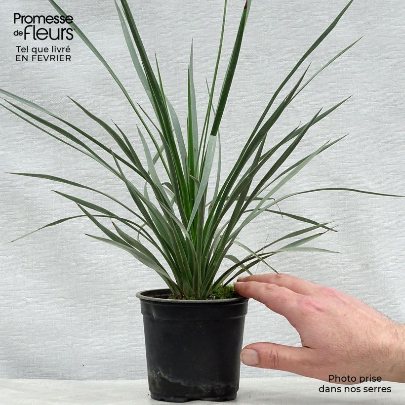 Spécimen de Yucca whipplei - Hesperoyucca bleu Pot de 12 cm / 13 cm tel que livré en hiver