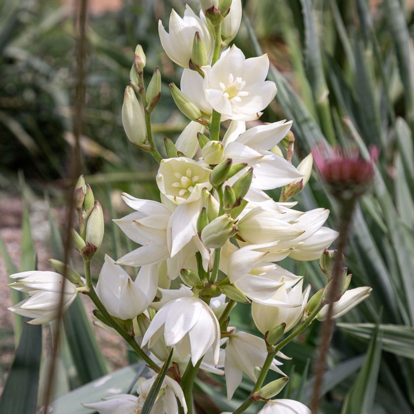 Yucca filamentosa (Floraison)