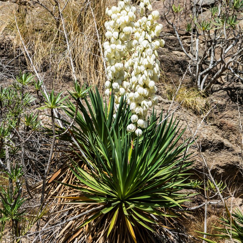 Yucca filamentosa (Port)
