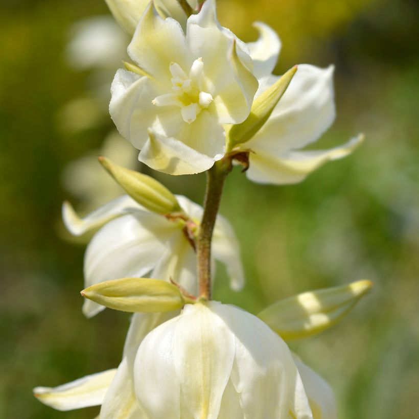 Yucca gloriosa Variegata - Dague espagnole (Floraison)