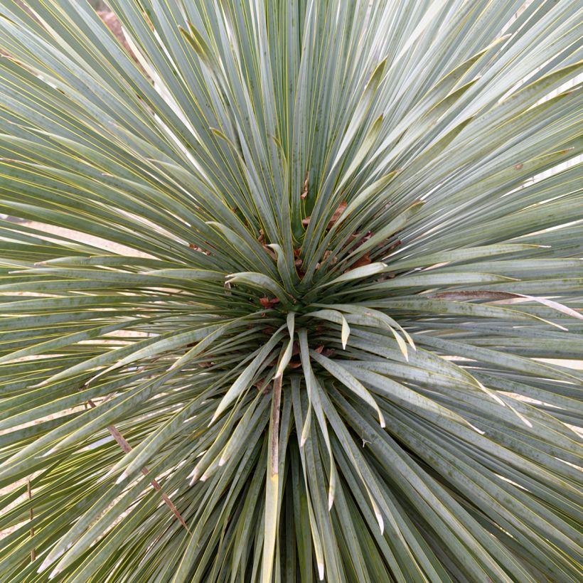 Yucca rostrata Sapphire Skies (Feuillage)