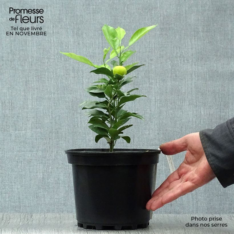 Spécimen de Yuzu - Citrus junos Pot de 2L/3L, Buisson tel que livré en automne