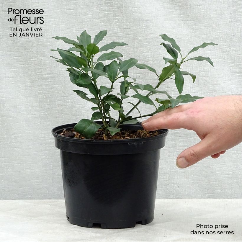 Spécimen de Yuzu - Citrus junos Pot de 2L/3L, Buisson tel que livré en hiver