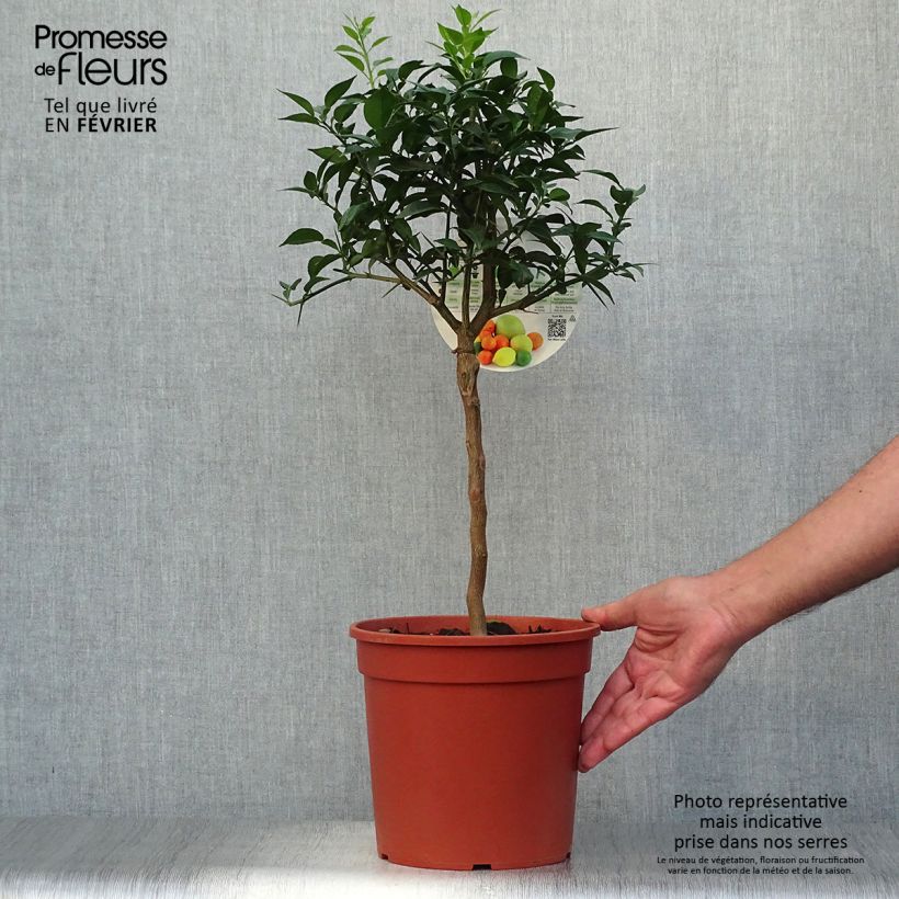 Spécimen de Yuzu - Citrus junos Pot de 4L/5L, 1/4 de tige tel que livré en automne