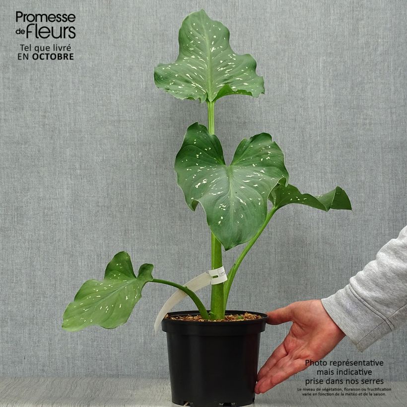 Spécimen de Zantedeschia aethiopica Himalaya - Arum d'Ethiopie géant Pot de 2L/3L tel que livré en automne