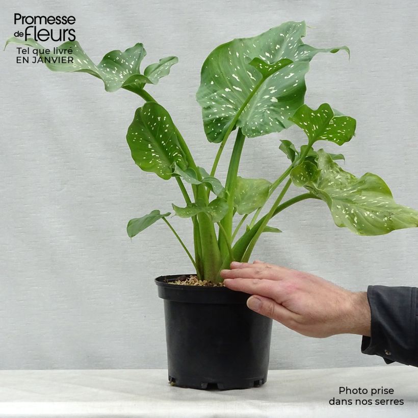 Spécimen de Zantedeschia aethiopica Himalaya - Arum d'Ethiopie géant Pot de 2L/3L tel que livré en hiver