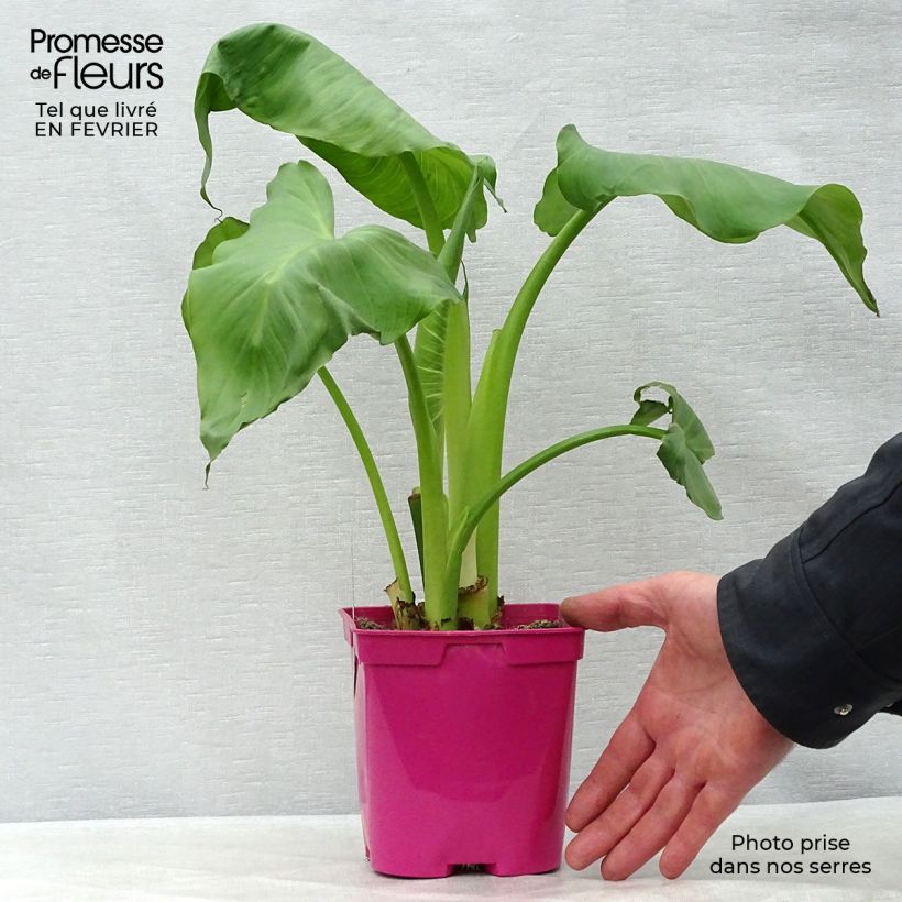 Spécimen de Zantedeschia aethiopica Pink Flamingo - Arum d'Ethiopie Pot de 2L/3L tel que livré en hiver