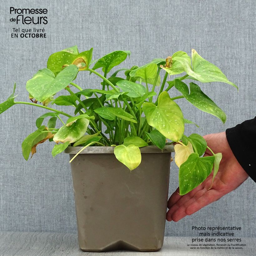 Spécimen de Zantedeschia aethiopica Prince Amaël - Arum d'Ethiopie au feuillage panaché Pot de 2L/3L tel que livré en automne
