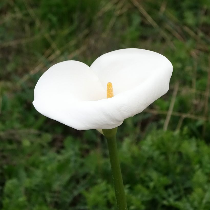 Zantedeschia aethiopica Himalaya - Arum d'Ethiopie géant (Floraison)