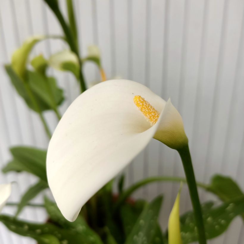Zantedeschia aethiopica Scented Lady - Arum d'Ethiopie (Floraison)