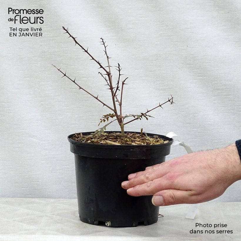 Spécimen de Zanthoxylum piperitum Black Magic - Poivrier de Chine Pot de 2L/3L tel que livré en hiver