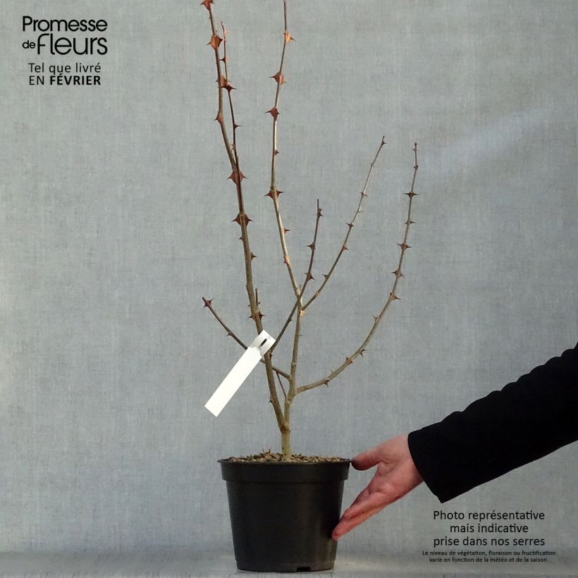 Spécimen de Zanthoxylum simulans - Poivrier du Sichuan Pot de 2L/3L tel que livré en hiver