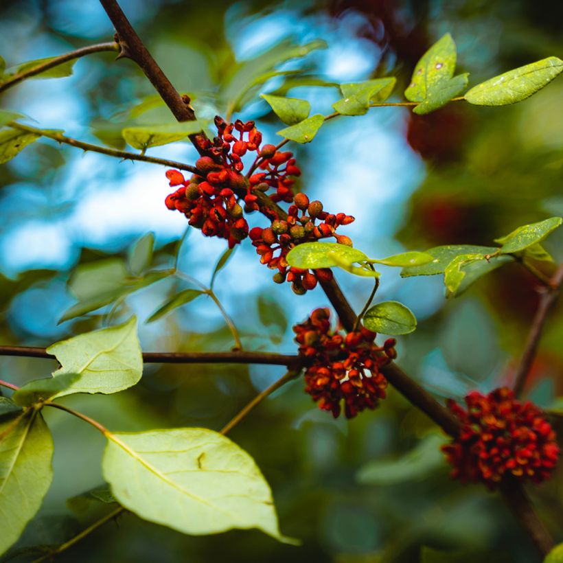 Zanthoxylum americanum - Poivrier américain (Floraison)