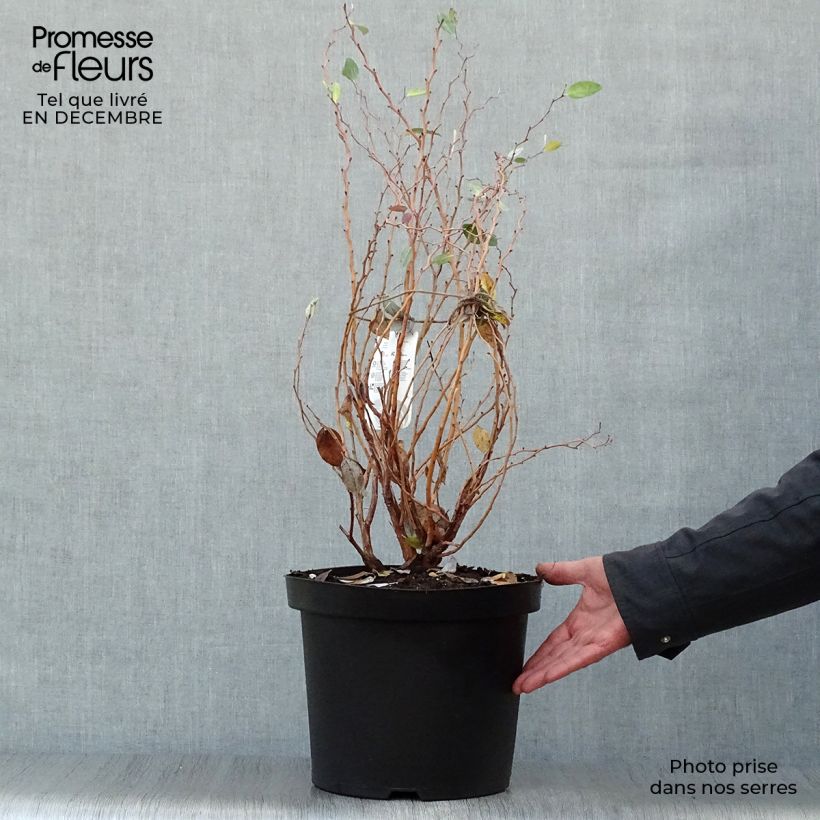 Spécimen de Zenobia pulverulenta Blue Sky - Muguet en arbre Pot de 7,5L/10L tel que livré en hiver