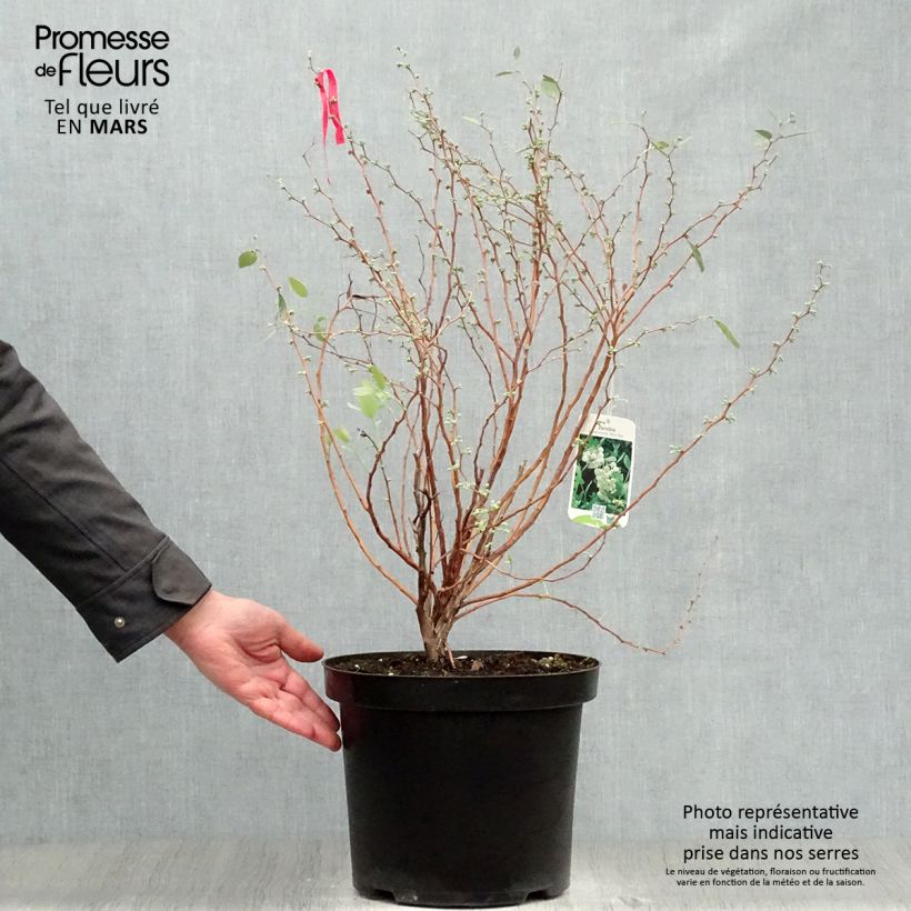 Spécimen de Zenobia pulverulenta Blue Sky - Muguet en arbre Pot de 7,5L/10L tel que livré au printemps