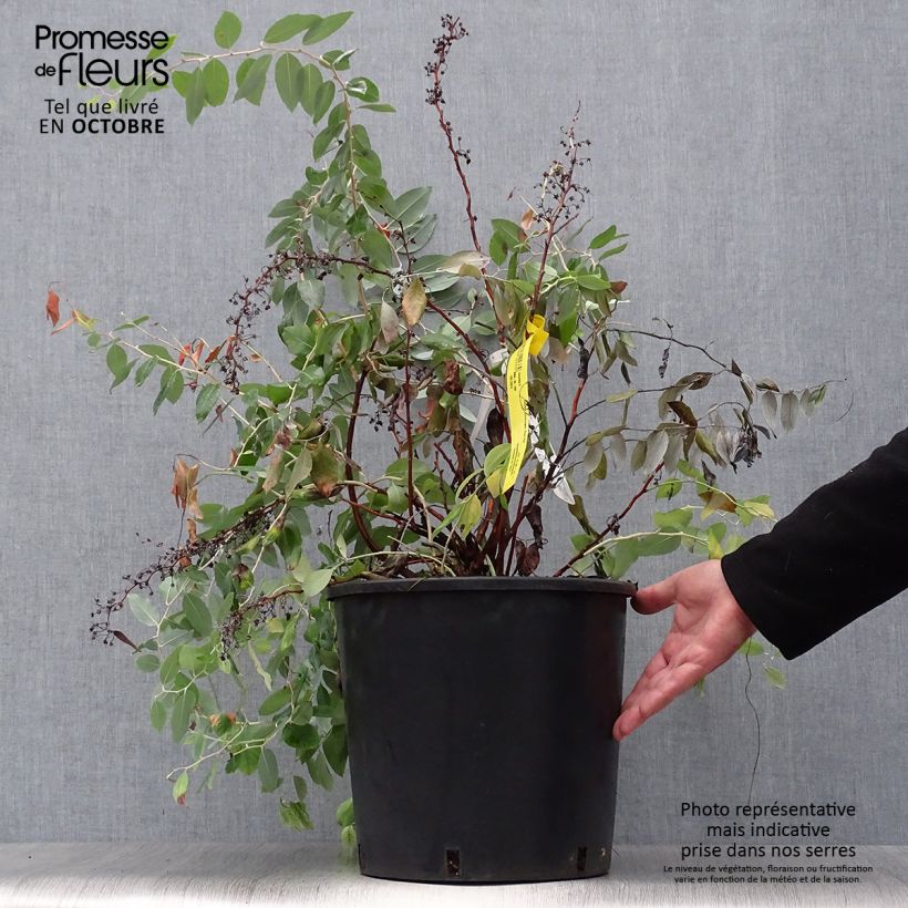 Spécimen de Zenobia pulverulenta Blue Sky - Muguet en arbre Pot de 12L/15L tel que livré en automne