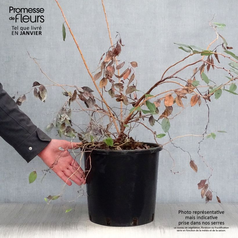 Spécimen de Zenobia pulverulenta Blue Sky - Muguet en arbre Pot de 12L/15L tel que livré en hiver