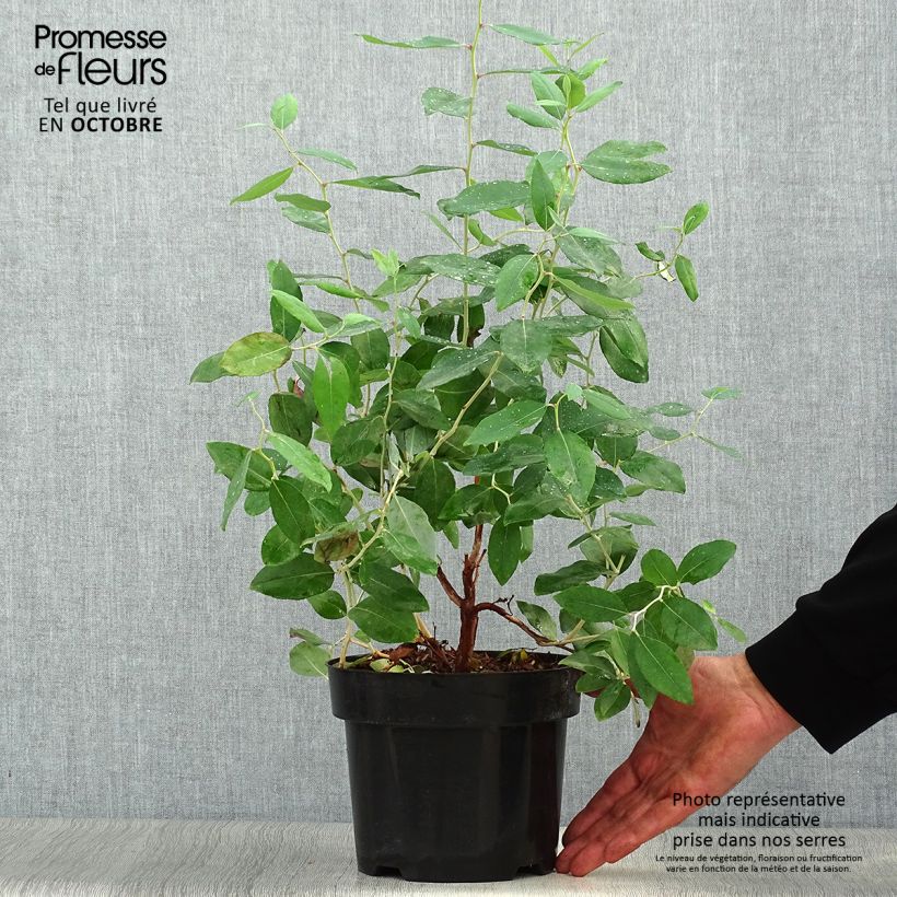 Spécimen de Zenobia pulverulenta Blue Sky - Muguet en arbre Pot de 3L/4L tel que livré en automne