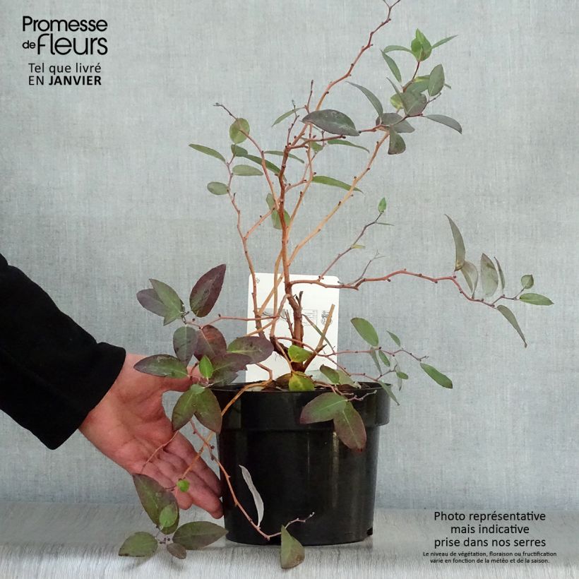 Spécimen de Zenobia pulverulenta Blue Sky - Muguet en arbre Pot de 3L/4L tel que livré en hiver