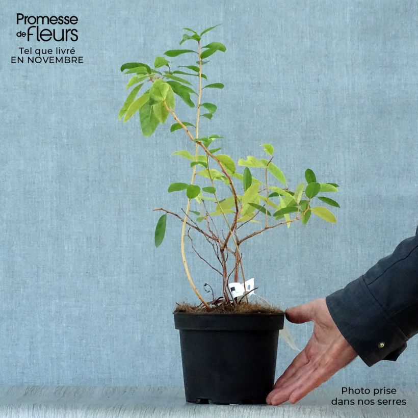 Spécimen de Zenobia pulverulenta Raspberry Ripple - Muguet en arbre Pot de 2L/3L tel que livré en automne