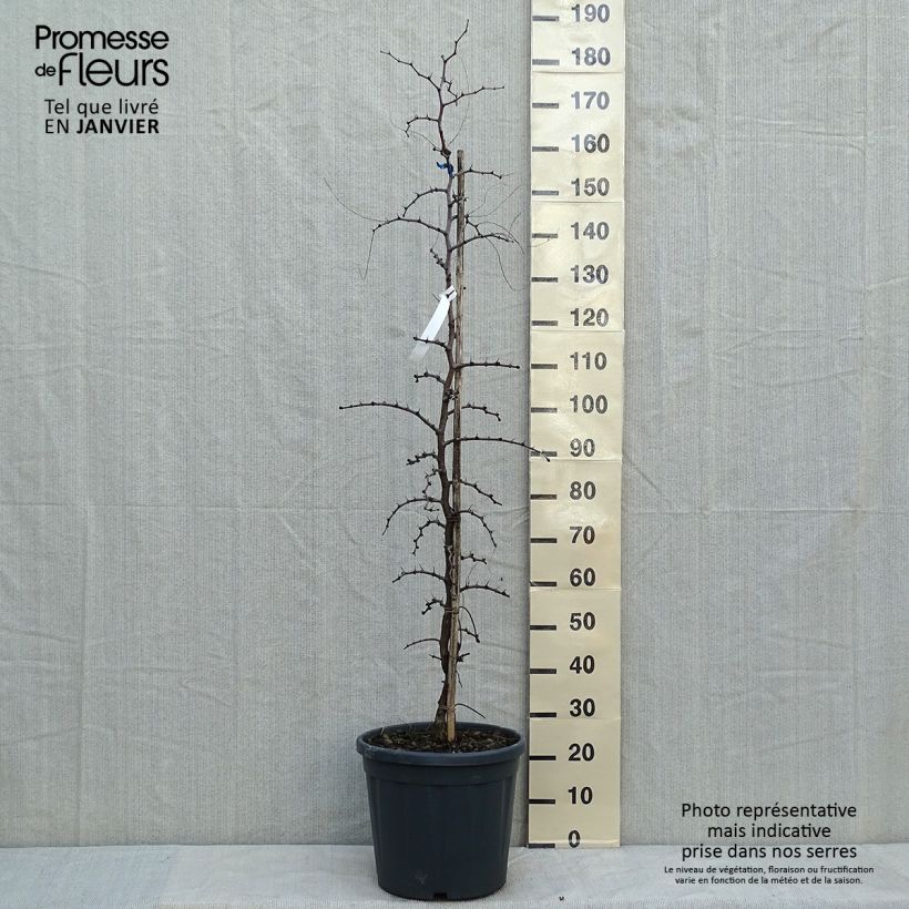 Spécimen de Ziziphus jujuba - Jujubier commun Pot de 12L/15L tel que livré en hiver