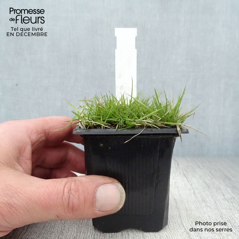Spécimen de Zoysia tenuifolia - Gazon des Mascareignes Godet de 8/9 cm tel que livré en hiver