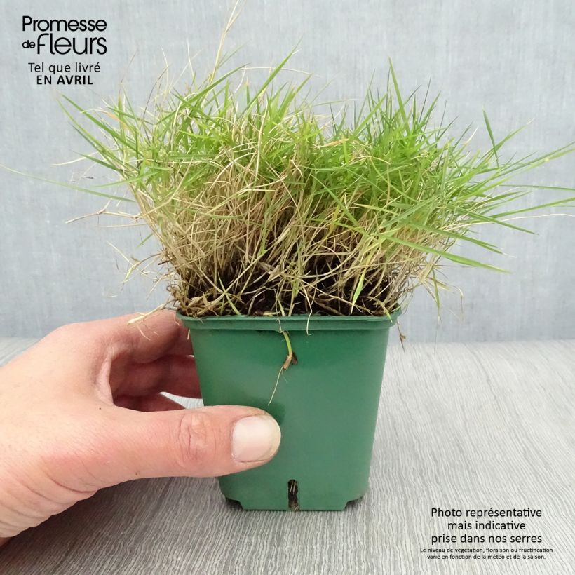 Spécimen de Zoysia tenuifolia - Gazon des Mascareignes Godet de 8/9 cm tel que livré au printemps
