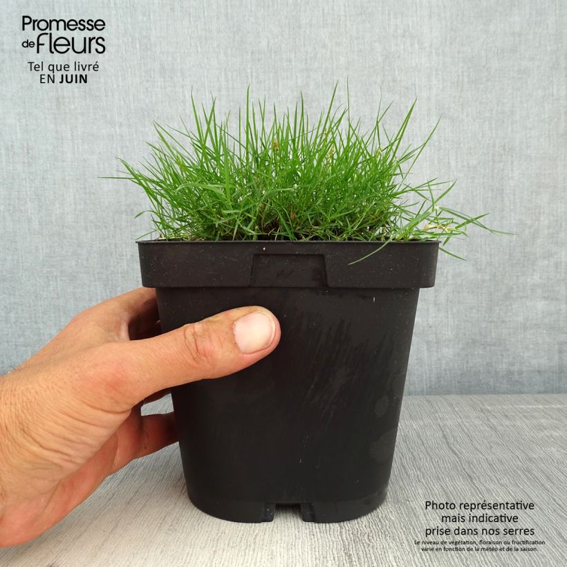 Spécimen de Zoysia tenuifolia - Gazon des Mascareignes Pot de 2L/3L tel que livré au printemps