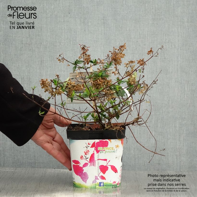 Spécimen de Abelia grandiflora Semperflorens Pot de 2L/3L tel que livré en hiver