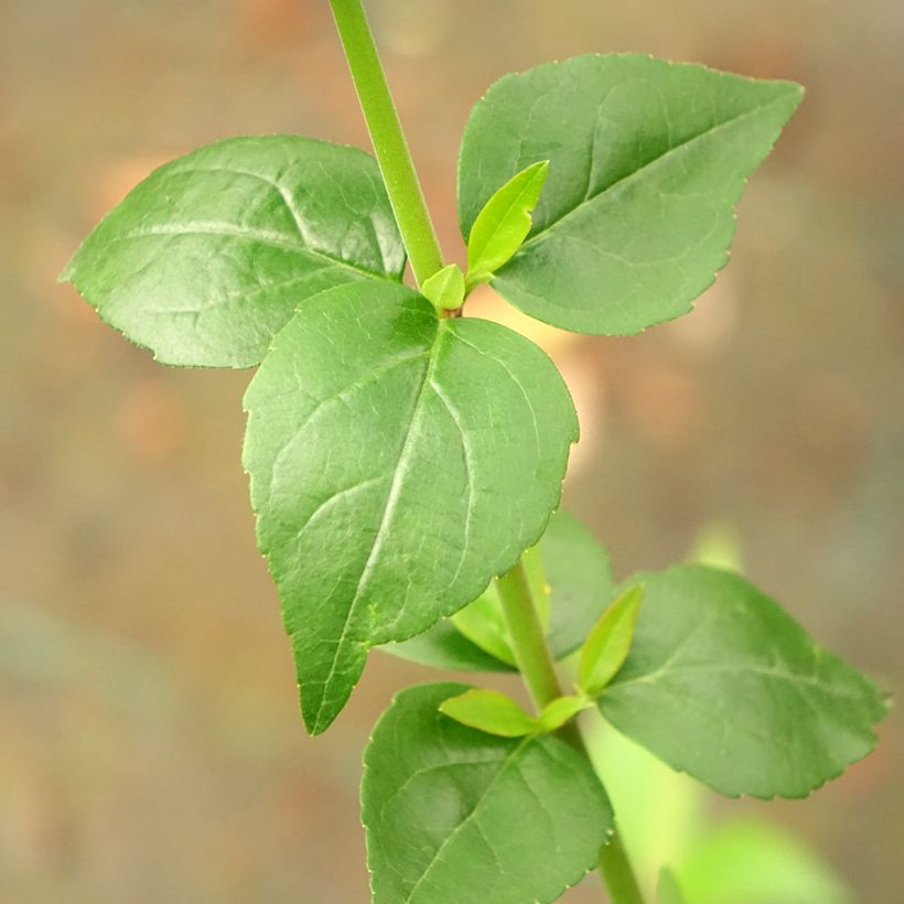 Abelia grandiflora Semperflorens (Feuillage)