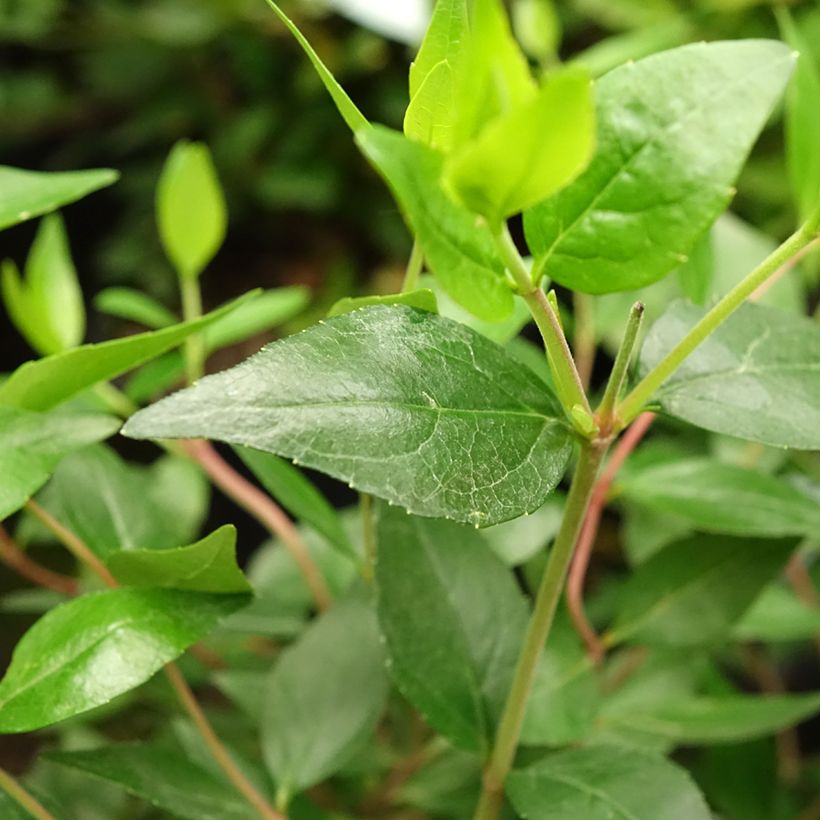 Abelia grandiflora Sherwood (Feuillage)