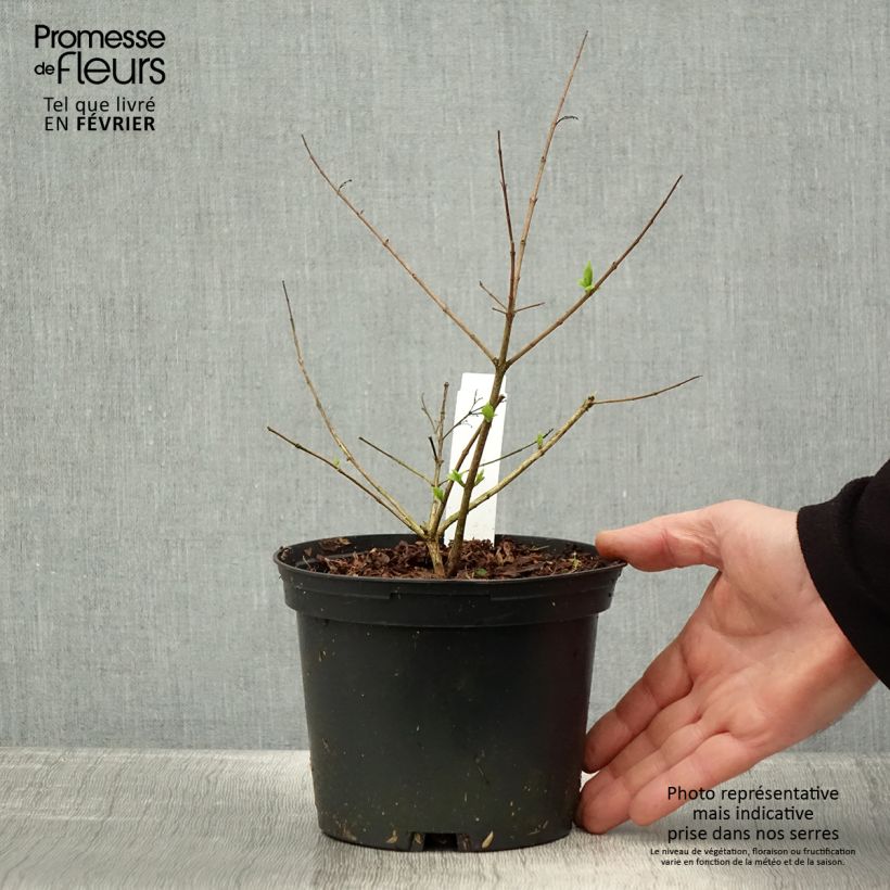 Spécimen de Abelia chinensis - Abélia de Chine Pot de 2L/3L tel que livré en hiver