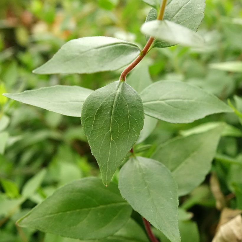 Abelia chinensis Autumn Festival - Abélia de Chine (Feuillage)