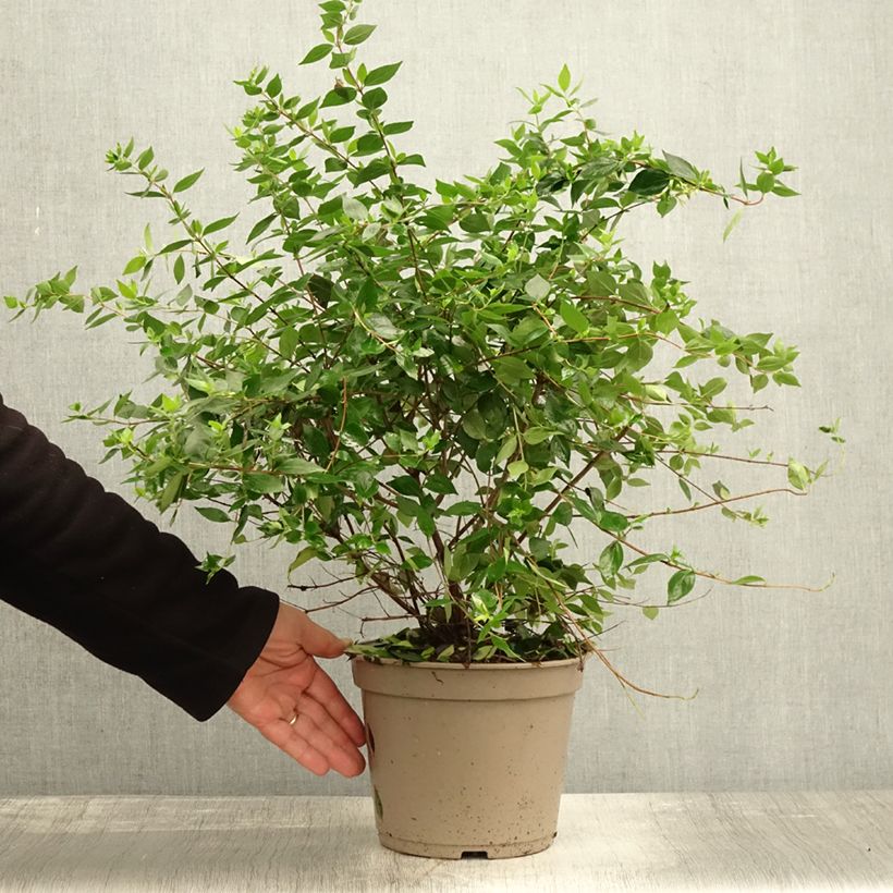 Spécimen de Abelia chinensis Autumn Festival - Abélia de Chine Pot de 4L/5L tel que livré en automne