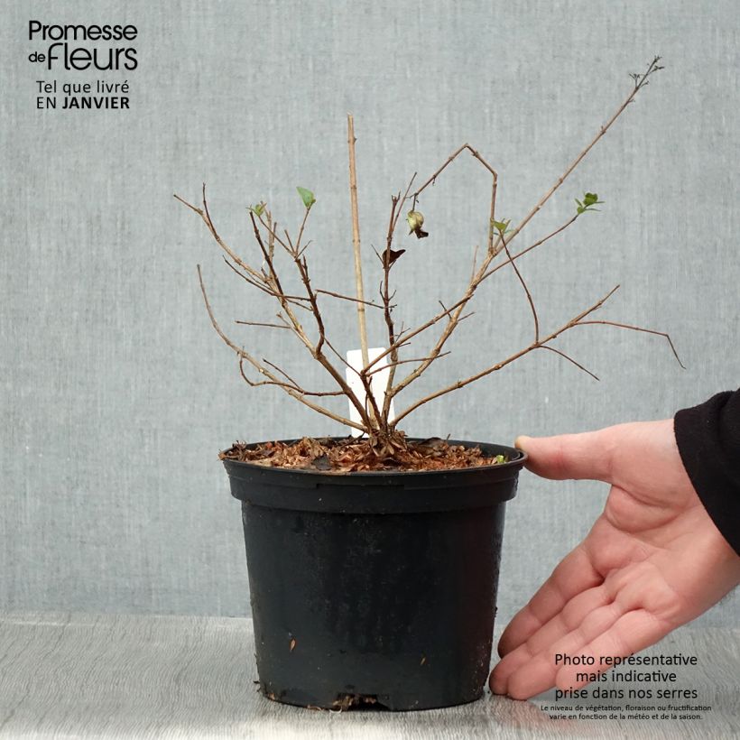 Spécimen de Abelia chinensis Autumn Festival - Abélia de Chine Pot de 4L/5L tel que livré en hiver