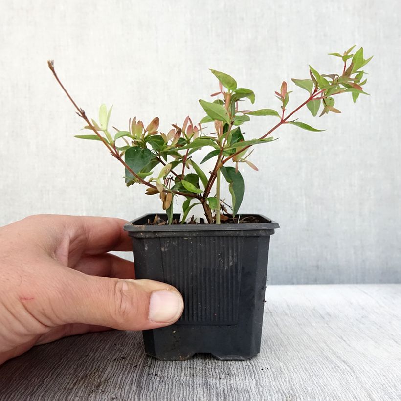 Spécimen de Abelia Edward Goucher Godet de 8/9 cm tel que livré en automne