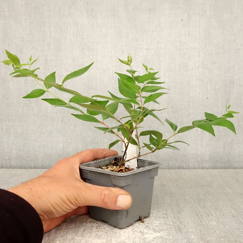 Spécimen de Abelia grandiflora - Abélia à grandes fleurs Godet de 8/9 cm tel que livré au printemps