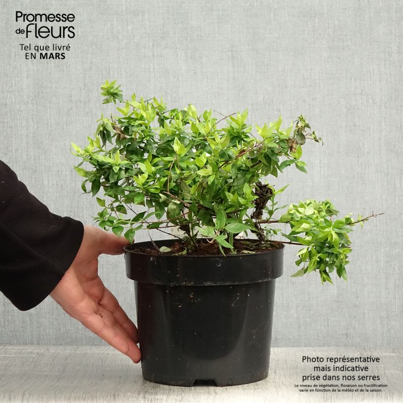 Spécimen de Abelia grandiflora Caramel Charm - Abélia à grandes fleurs Pot de 3L/4L tel que livré au printemps