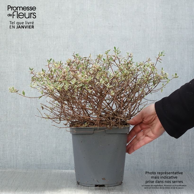 Spécimen de Abelia grandiflora Confetti Pot de 3L/4L tel que livré en hiver