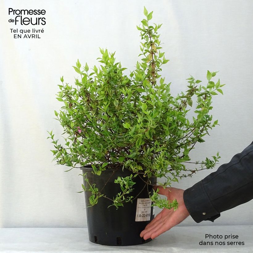 Spécimen de Abélia grandiflora Kaléidoscope Pot de 3L/4L tel que livré au printemps