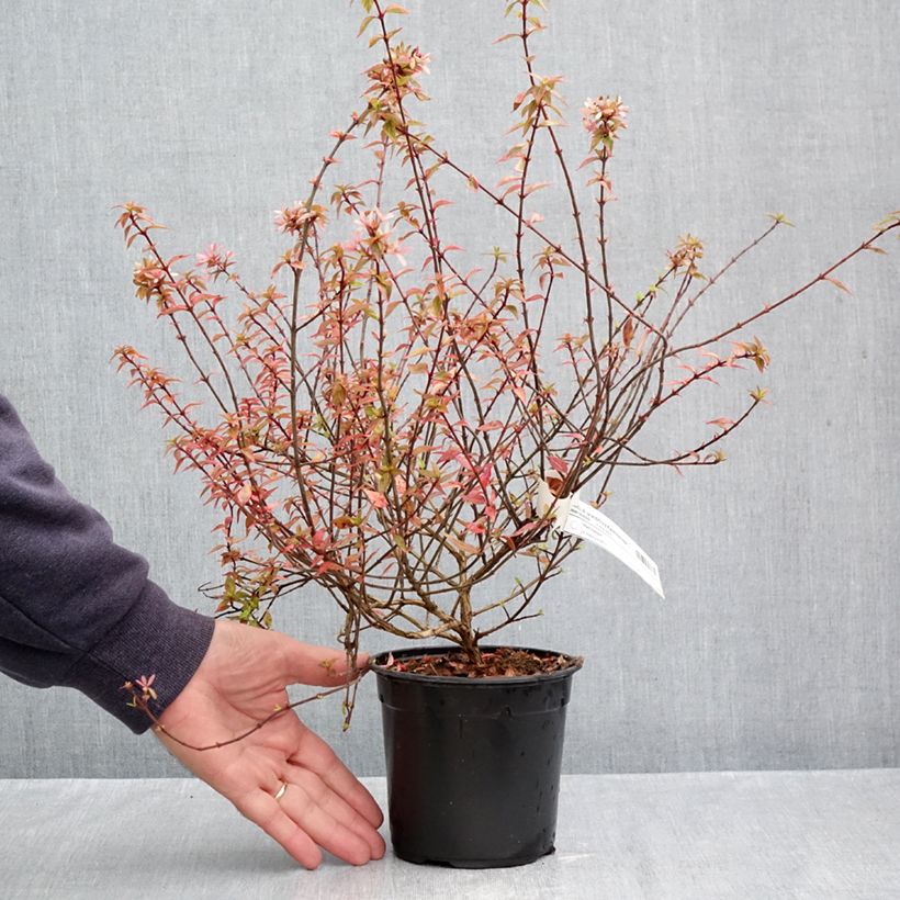 Spécimen de Abélia grandiflora Kaléidoscope Pot de 1L/1,5L tel que livré en automne