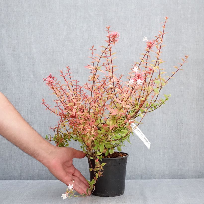 Spécimen de Abélia grandiflora Kaléidoscope Pot de 1L/1,5L tel que livré en été